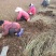 连翘苗，从生连翘8一15头