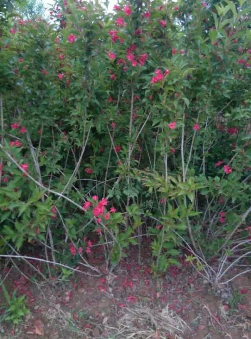 常年批发供应红王子锦带小苗价格优惠，规格有一年生两年生三