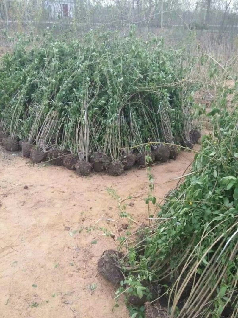 常年批发供应红王子锦带小苗价格优惠，规格有一年生两年生三