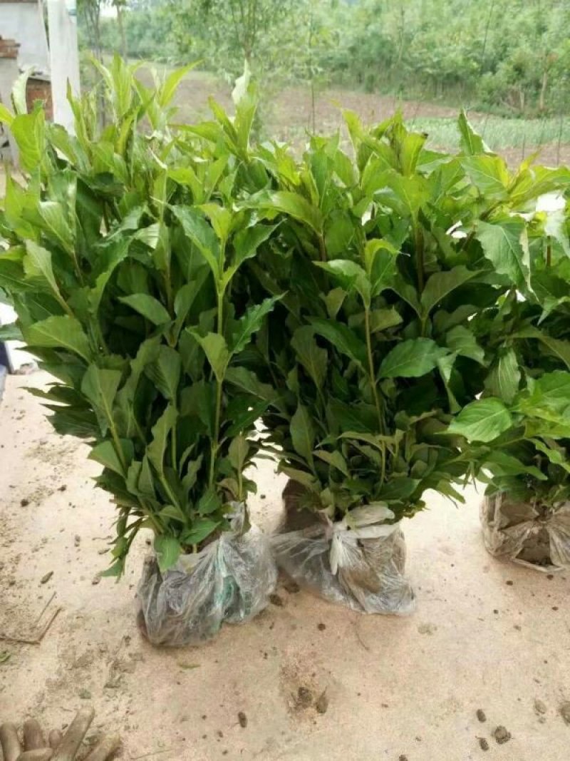 常年批发供应红王子锦带小苗价格优惠，规格有一年生两年生三