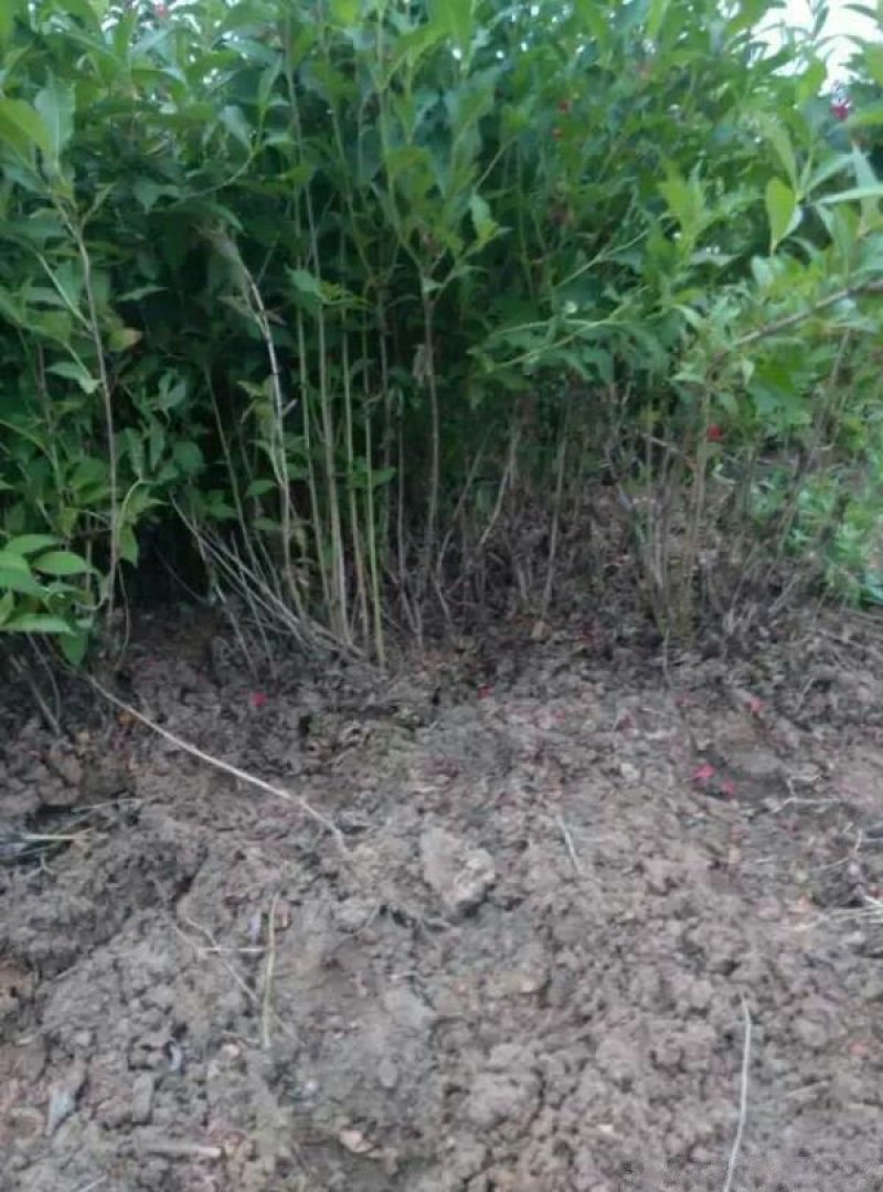 常年批发供应红王子锦带小苗价格优惠，规格有一年生两年生三