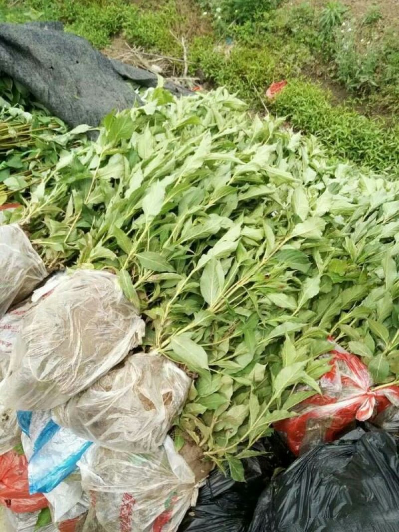 常年批发供应红王子锦带小苗价格优惠，规格有一年生两年生三