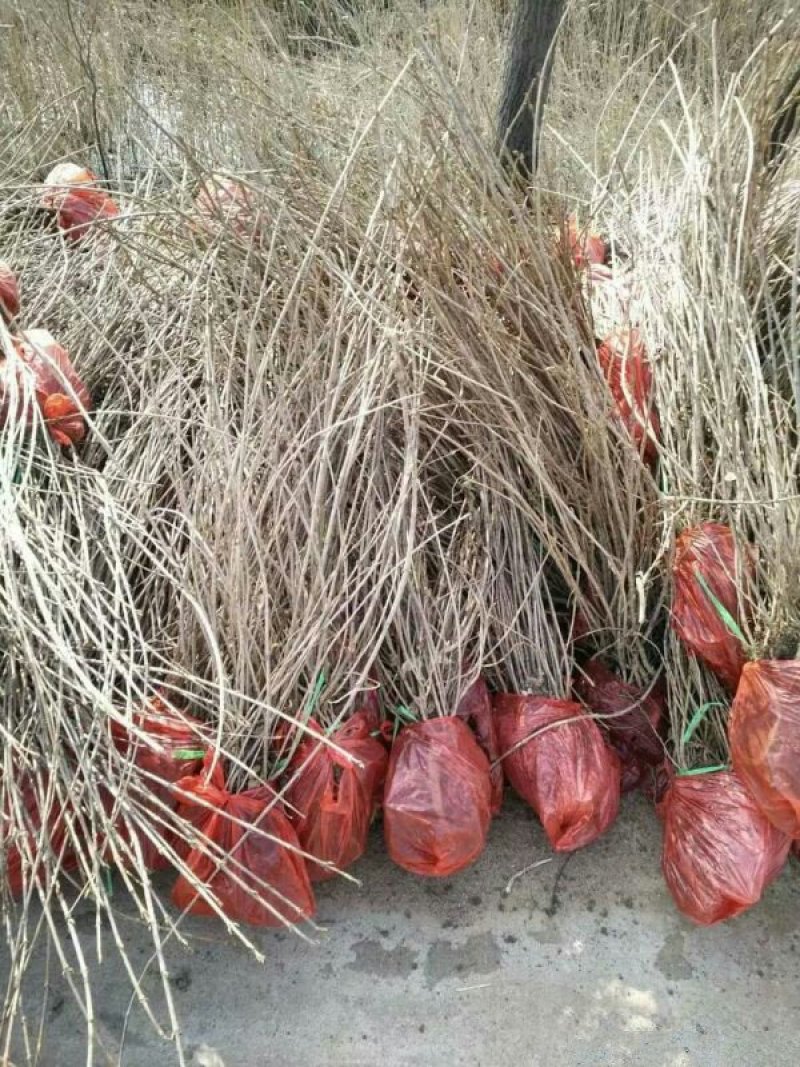 常年批发供应红王子锦带小苗价格优惠，规格有一年生两年生三