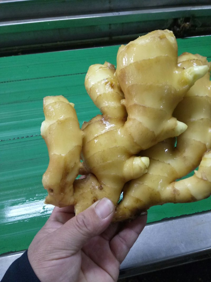 优质*大黄姜*小黄姜*规格齐全*质量保证