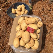 云南红河土豆大量上市，丽薯6号，V7有货，保质保量，诚信