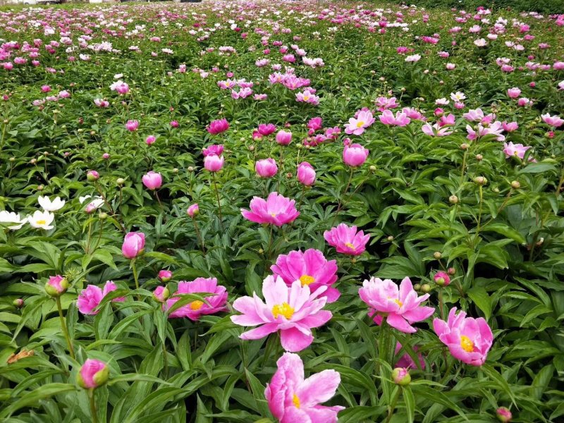 芍药苗多花芍药苗赤芍苗白芍种苗