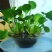 水葫芦凤眼莲水芙蓉净化水空气养殖龙虾鱼塘成活率高