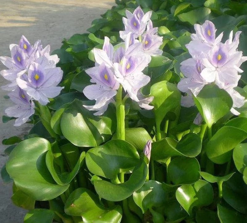 水葫芦凤眼莲水芙蓉净化水空气养殖龙虾鱼塘成活率高