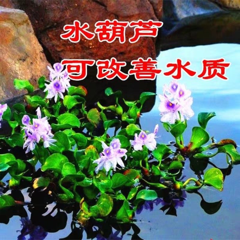 水葫芦凤眼莲水芙蓉净化水空气养殖龙虾鱼塘成活率高