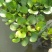 水葫芦凤眼莲水芙蓉净化水空气养殖龙虾鱼塘成活率高