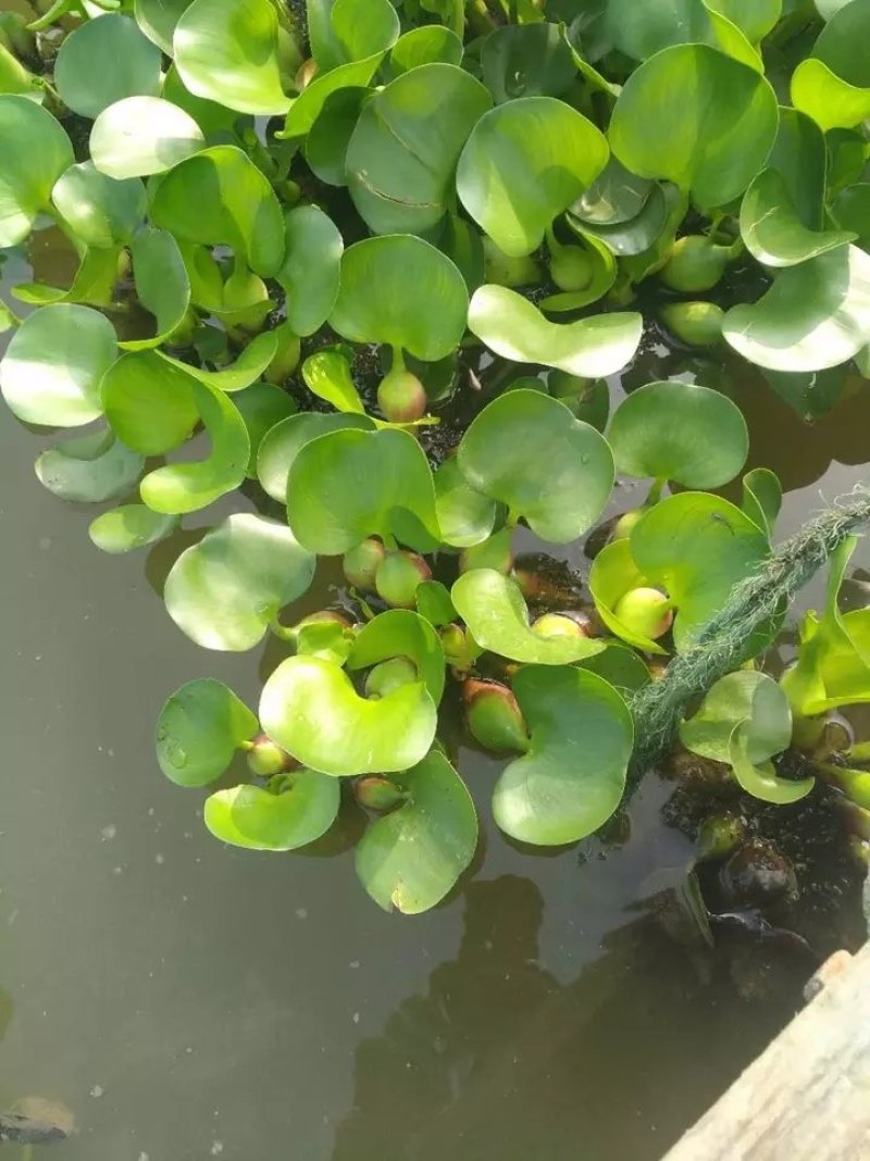 水葫芦凤眼莲水芙蓉净化水空气养殖龙虾鱼塘成活率高