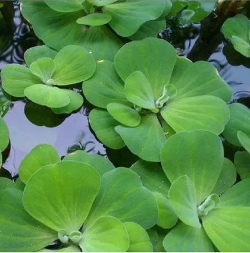 水葫芦凤眼莲水芙蓉净化水空气养殖龙虾鱼塘成活率高