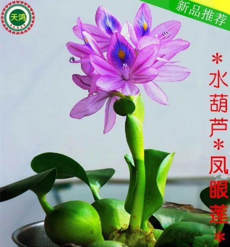 水葫芦凤眼莲水芙蓉净化水空气养殖龙虾鱼塘成活率高