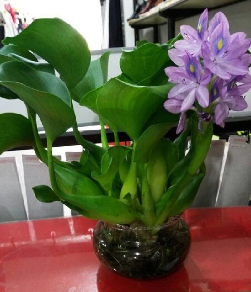 水葫芦凤眼莲水芙蓉净化水空气养殖龙虾鱼塘成活率高