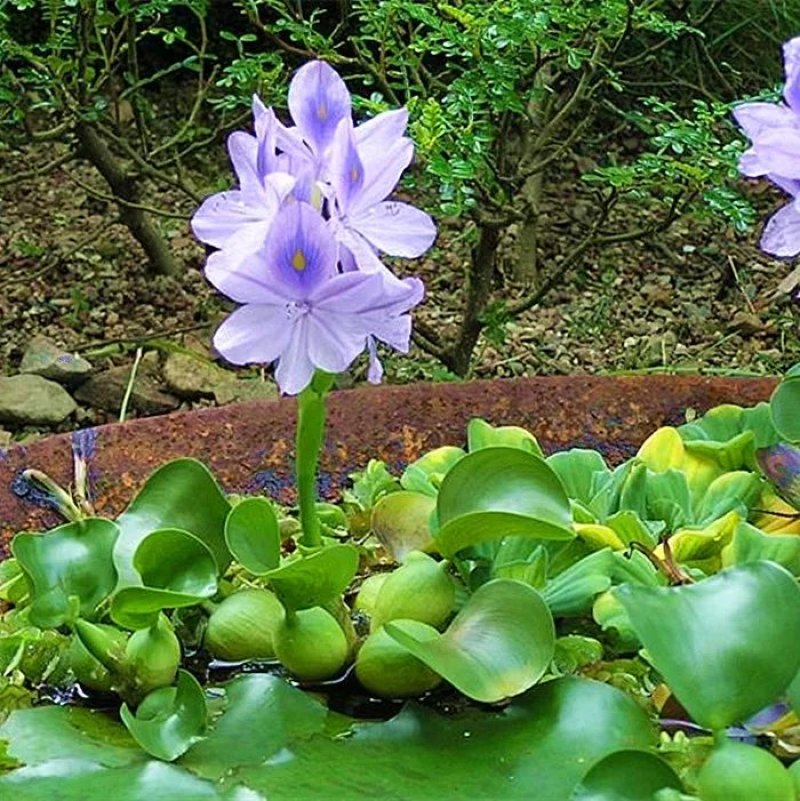 水葫芦凤眼莲水芙蓉净化水空气养殖龙虾鱼塘成活率高