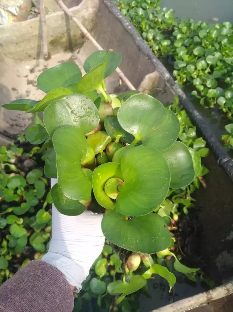 水葫芦凤眼莲水芙蓉净化水空气养殖龙虾鱼塘成活率高