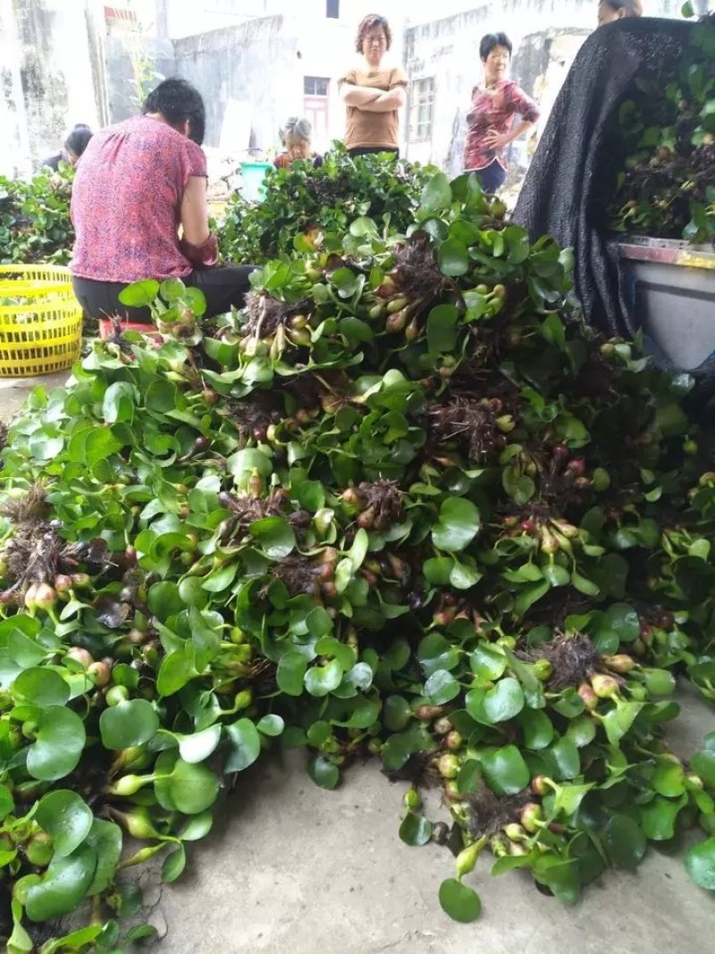 水葫芦凤眼莲水芙蓉净化水空气养殖龙虾鱼塘成活率高