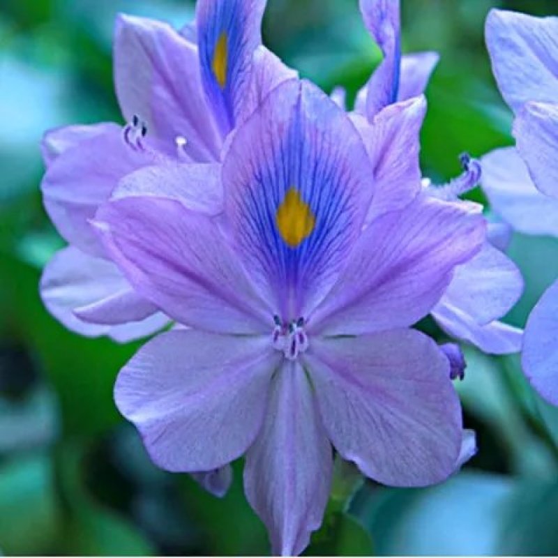 水葫芦凤眼莲水芙蓉净化水空气养殖龙虾鱼塘成活率高