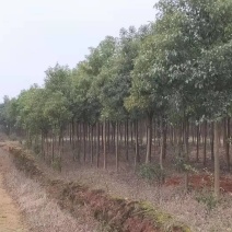 樟树香樟小苗10公分香樟