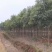 樟树香樟小苗10公分香樟