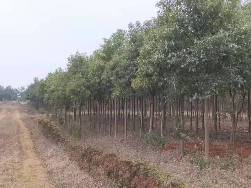樟树香樟小苗10公分香樟