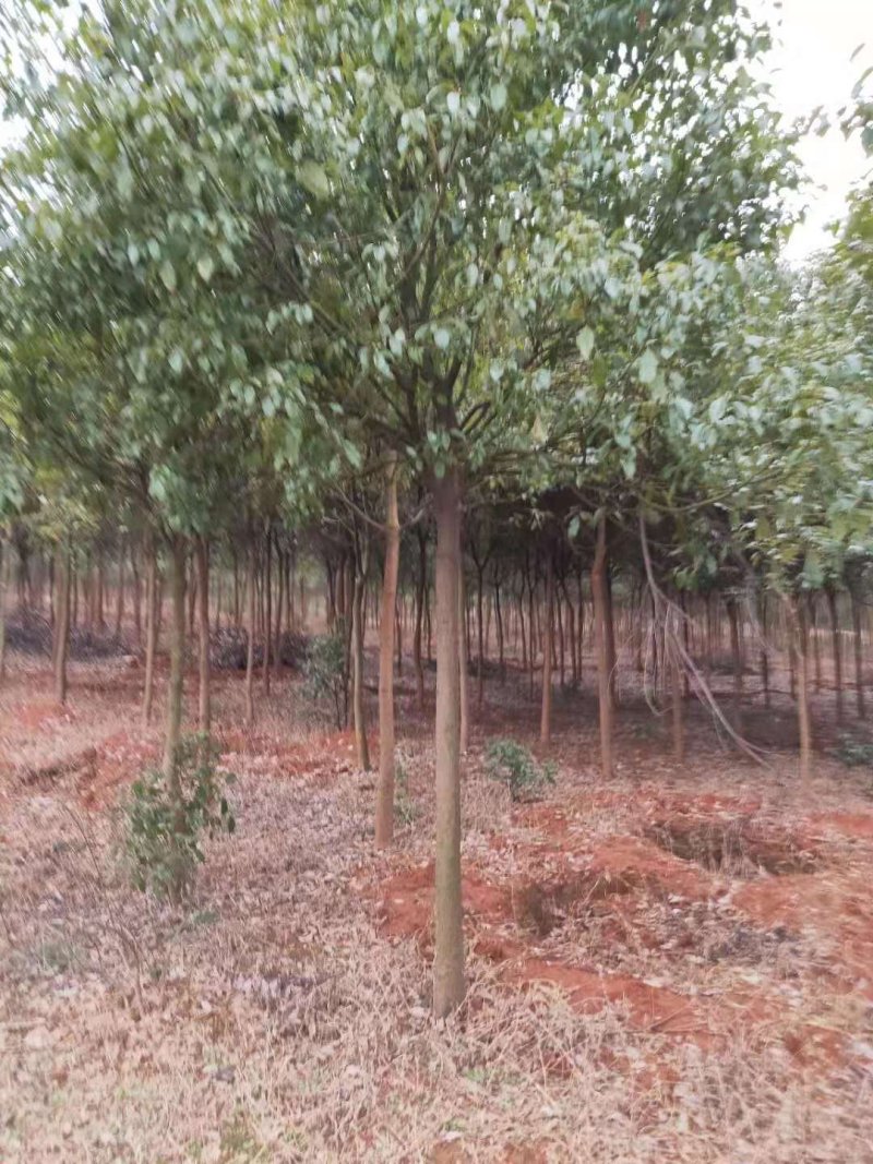 樟树香樟小苗10公分香樟