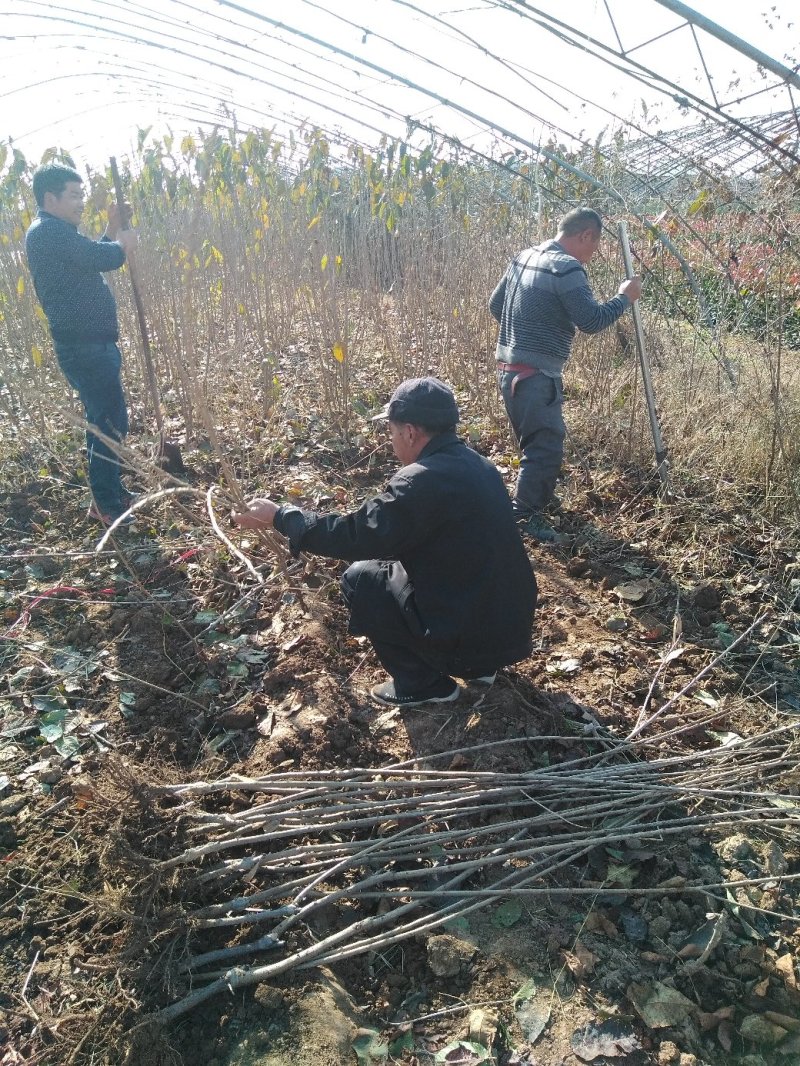 德樱一号矮化樱桃苗紫红色果肉较硬汁多