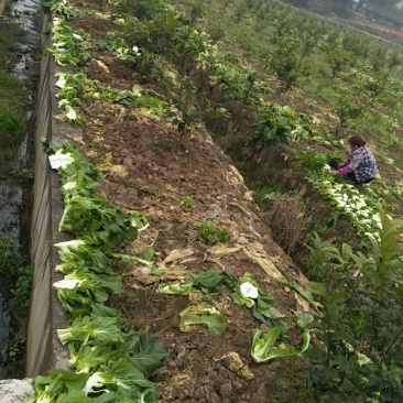 风干儿菜