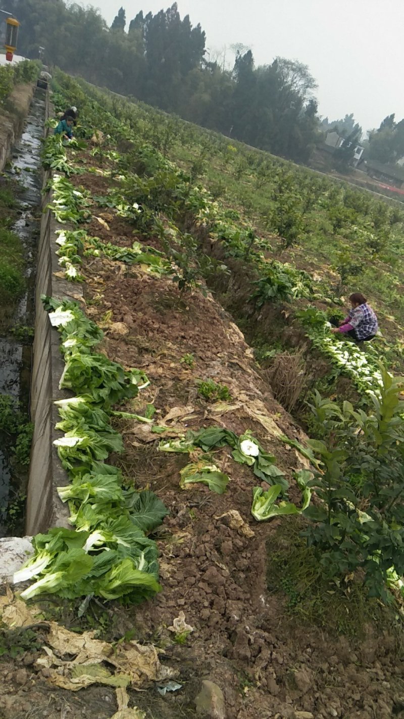 风干儿菜