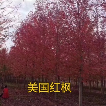 美国红枫现场打号一手货源