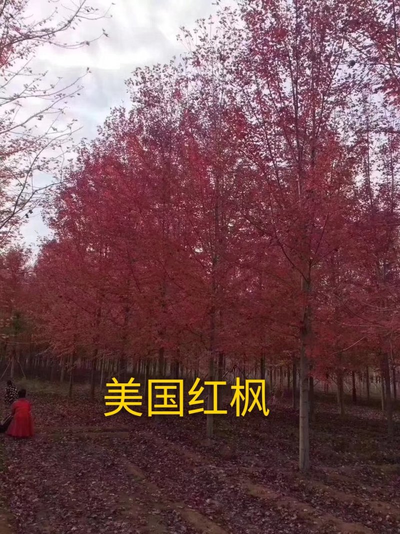 美国红枫现场打号一手货源