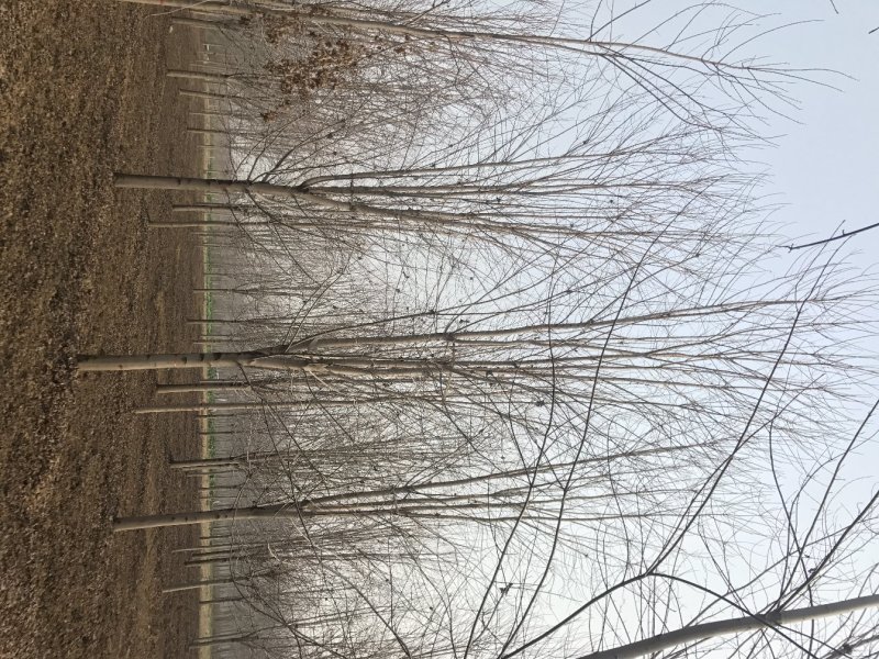 美国红枫低于市场价诚信第一