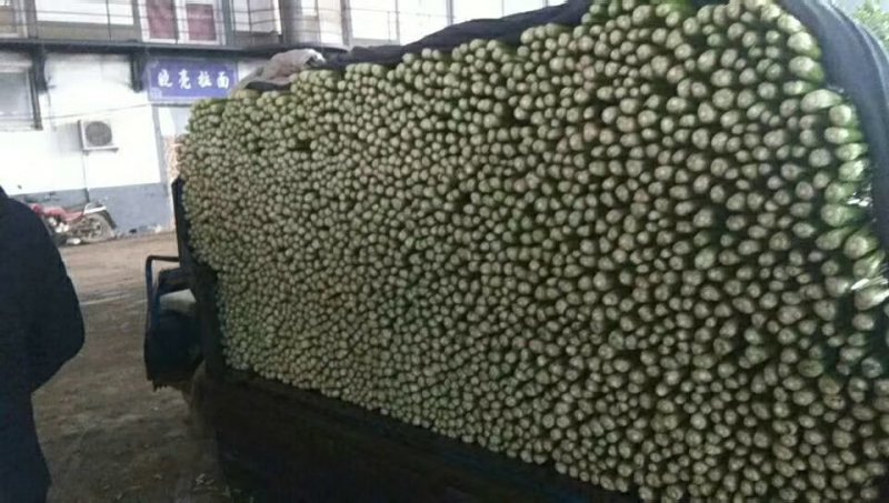 河北精品芹菜细棵无空心价格优质量好产地直发