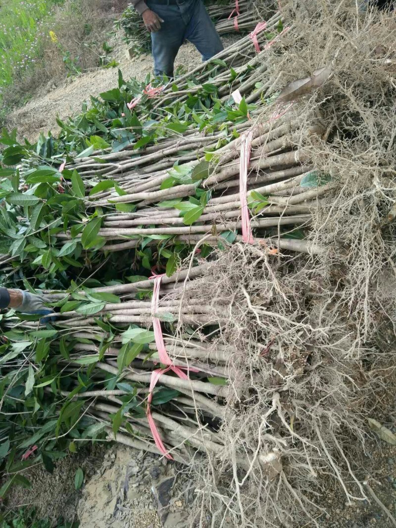 扦插培养桂花小苗金桂丹桂壮元红四季桂苗场直销