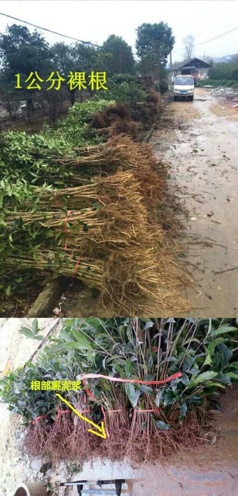 桂花树苗批发八月桂金桂丹桂四季桂量大包邮
