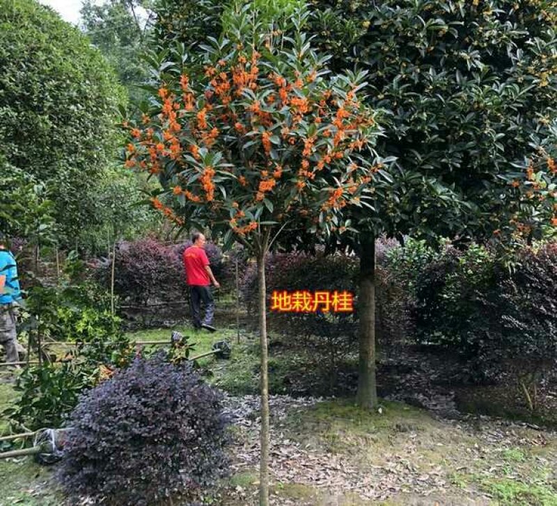 桂花树苗批发八月桂金桂丹桂四季桂量大包邮