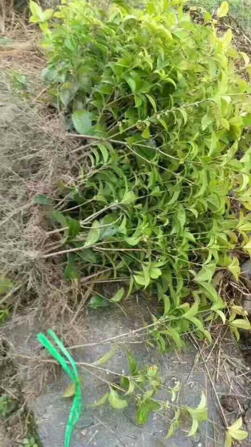 桂花树苗批发八月桂金桂丹桂四季桂量大包邮