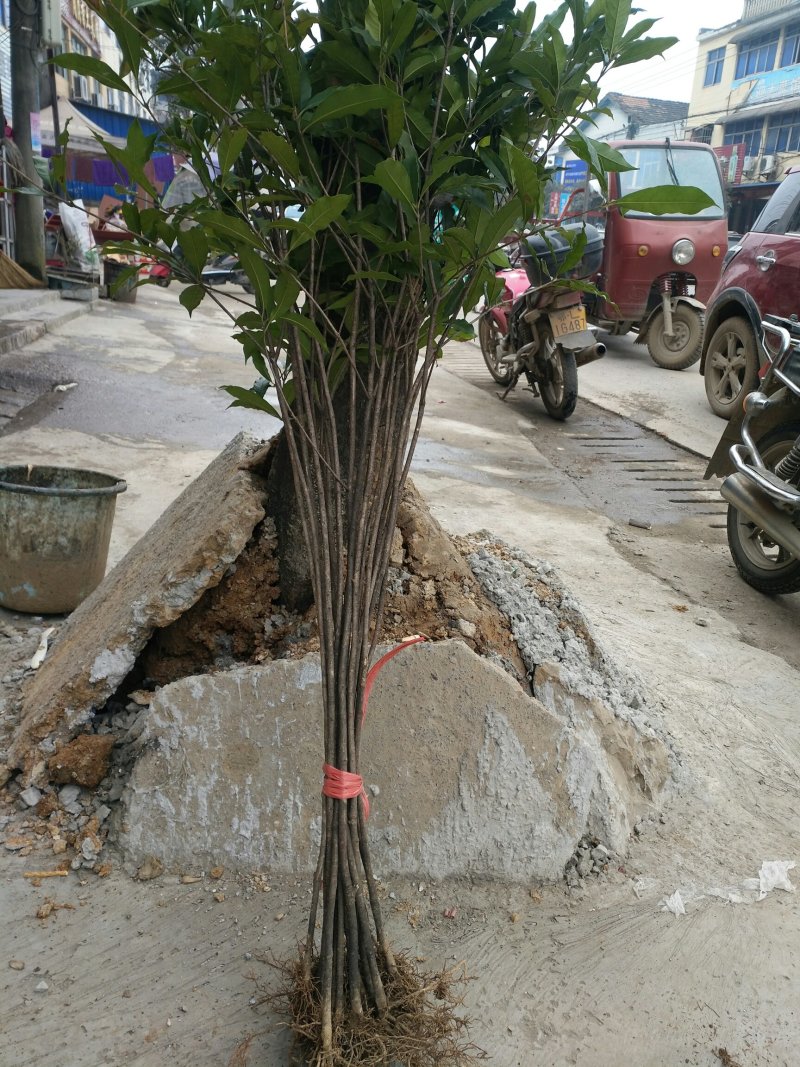 桂花树苗批发八月桂金桂丹桂四季桂量大包邮