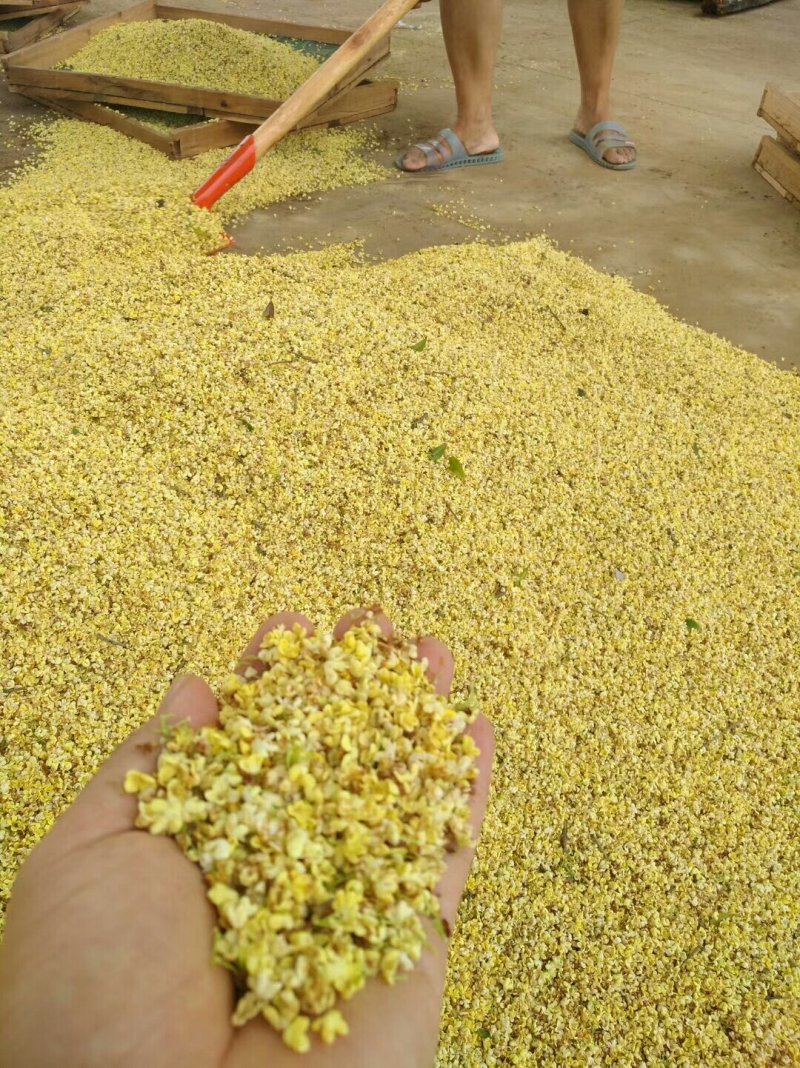 桂花树苗批发八月桂金桂丹桂四季桂量大包邮