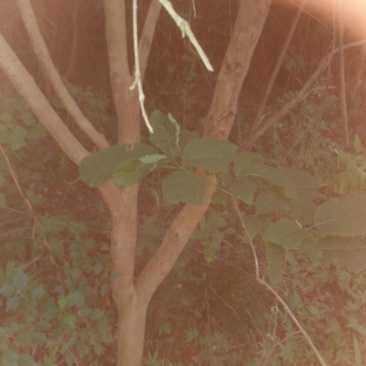 10年茶树苗3一8公分
