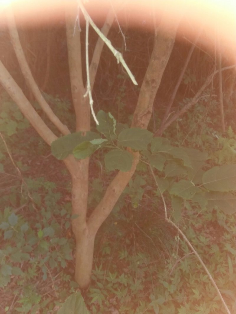 10年茶树苗3一8公分