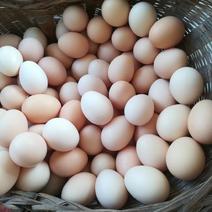 土鸡蛋，纯散养，杂粮喂养