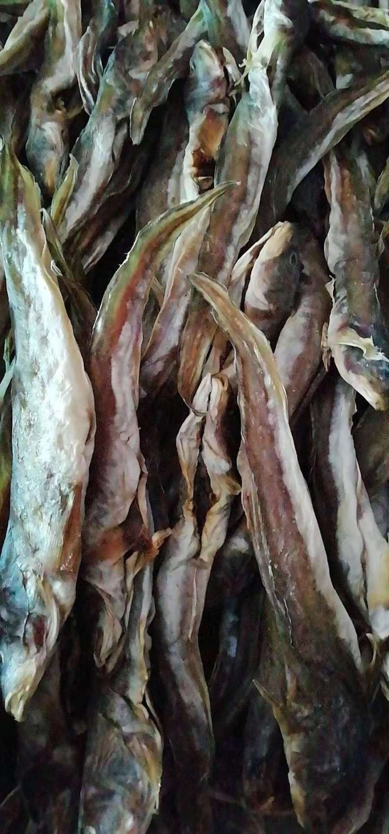 海鲶鱼干