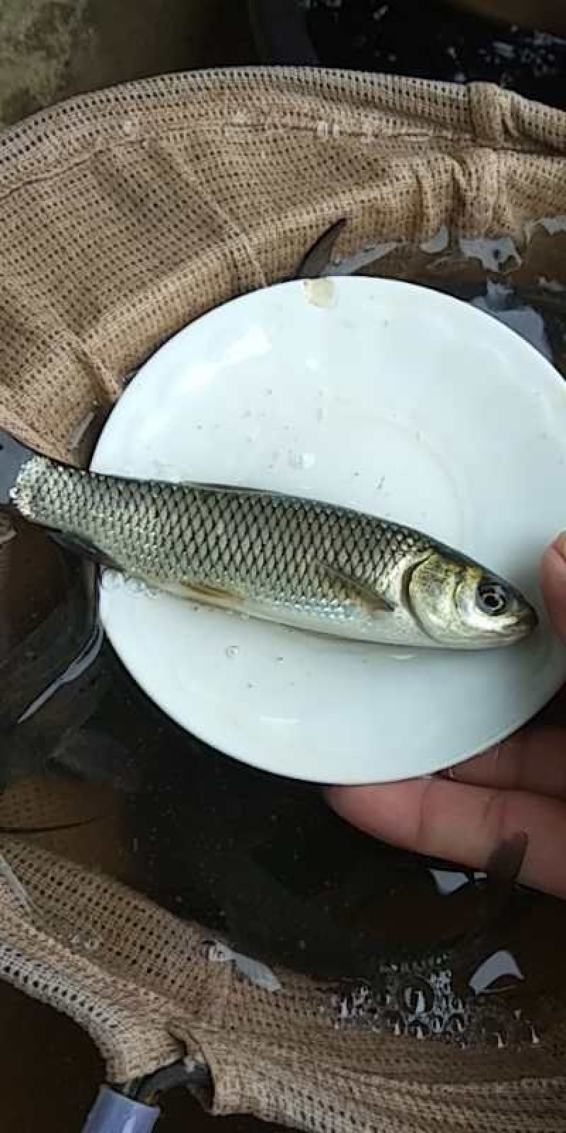 草鱼苗基地直供，包技术指导，免费送货上门