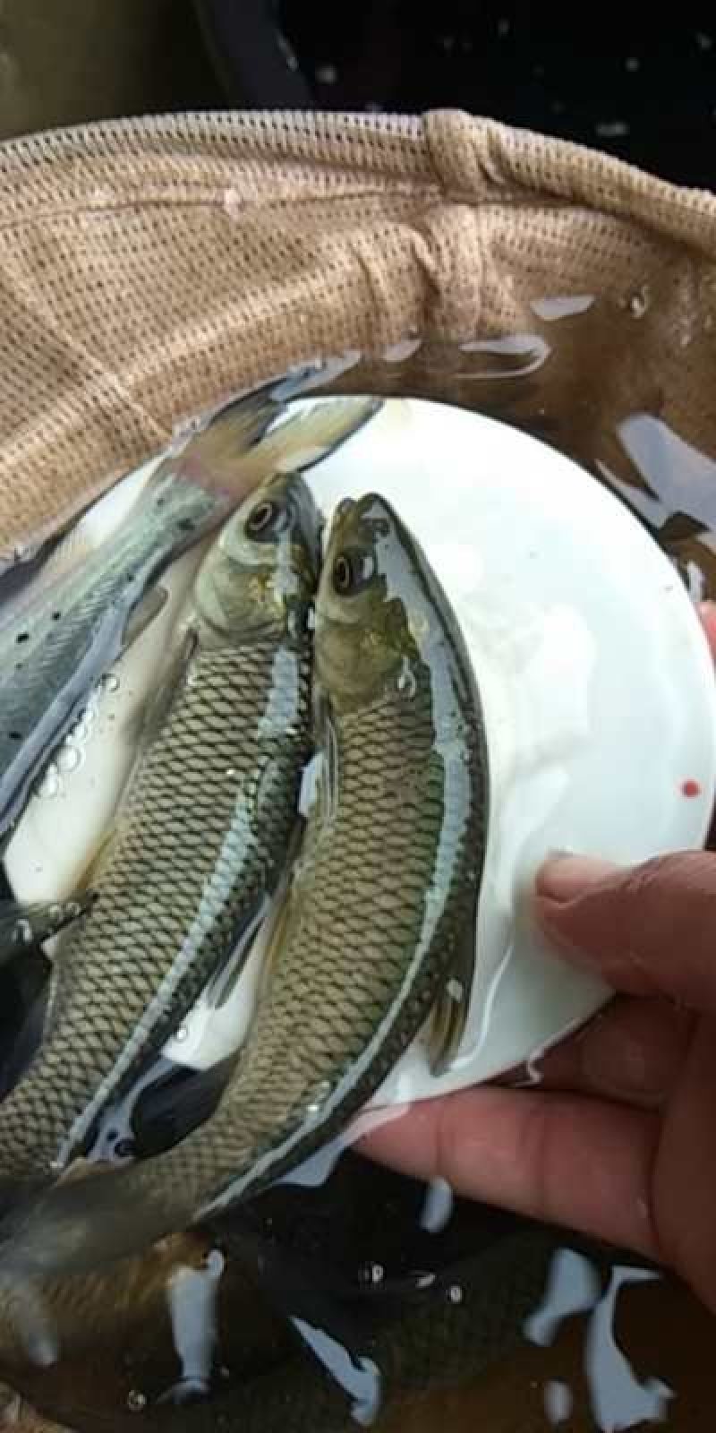 草鱼苗基地直供，包技术指导，免费送货上门