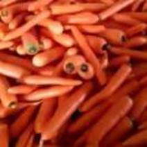 三红胡萝卜批量上市中