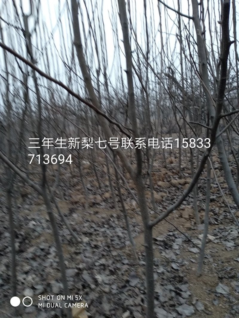 新梨七号梨树三年生