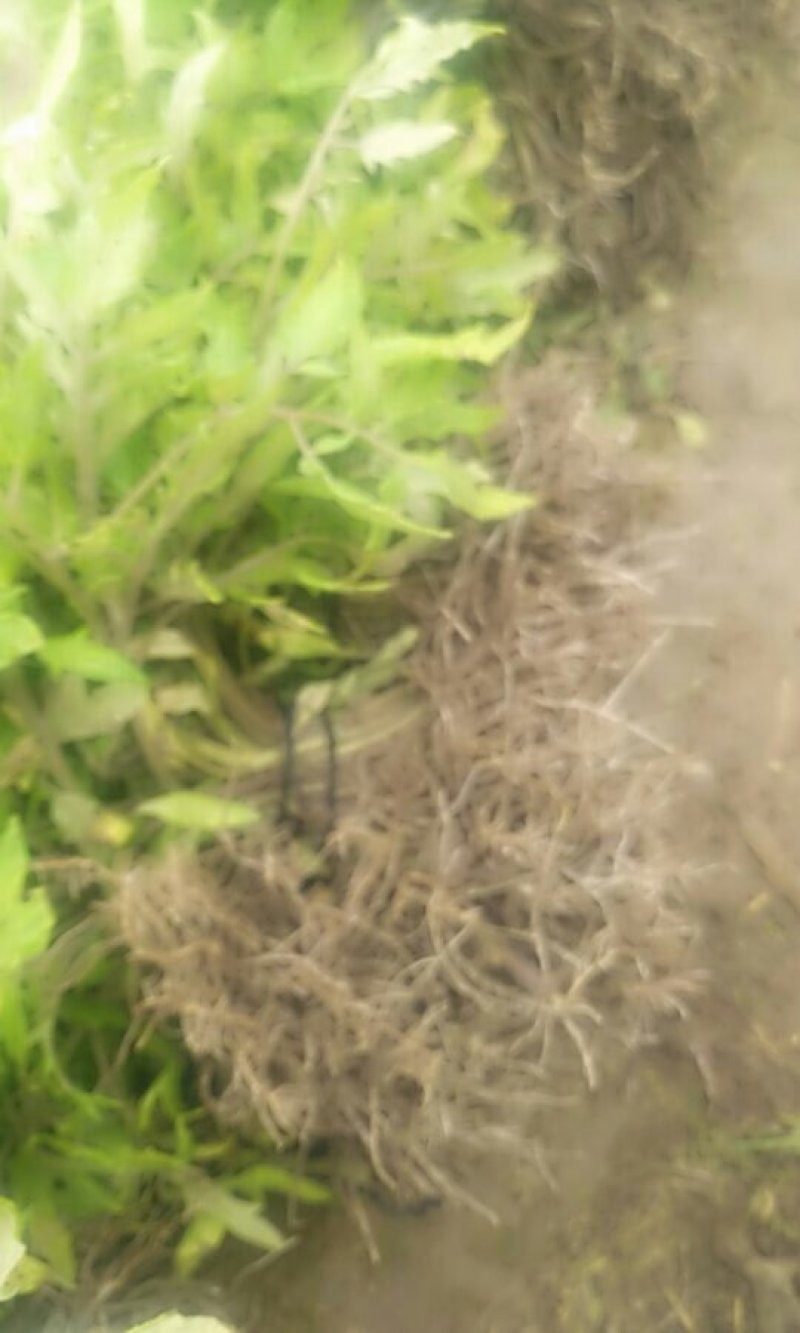 硬粉番茄苗高产抗病型商品性好提供技术支持
