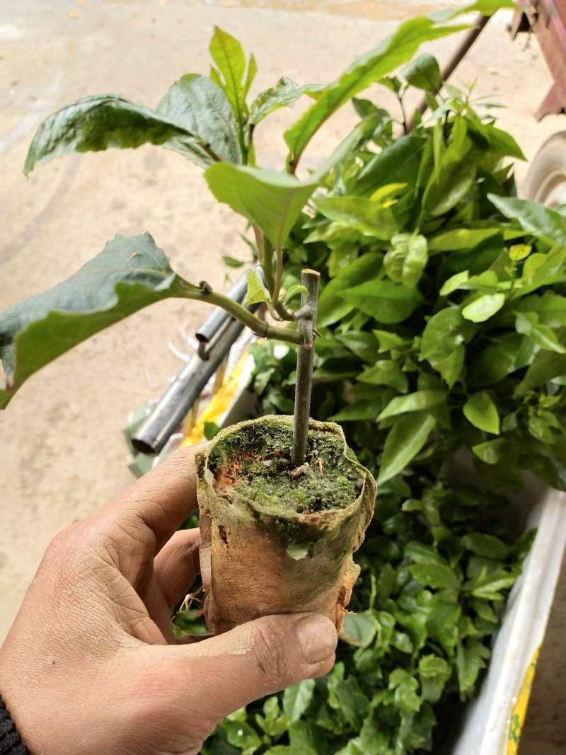 百香果苗10~20cm