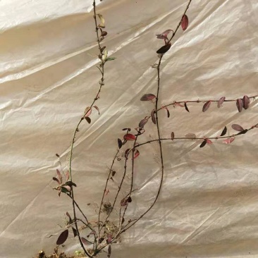 大量供应小叶扶芳藤，别名爬行卫矛